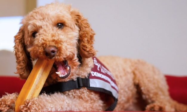 Kennelpak’s YAKERS Partners with Hearing Dogs for Deaf People in 50th-Anniversary Celebration