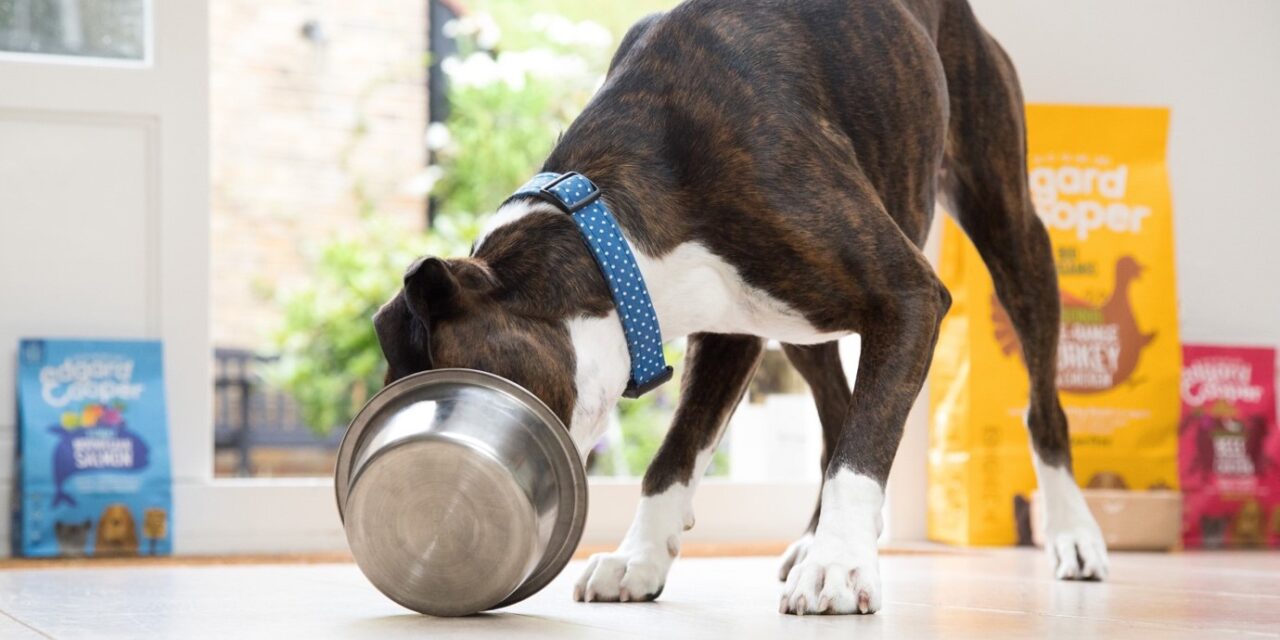 Londoners Top the List in Overfeeding Their Dogs During Festive Season, Poll Reveals