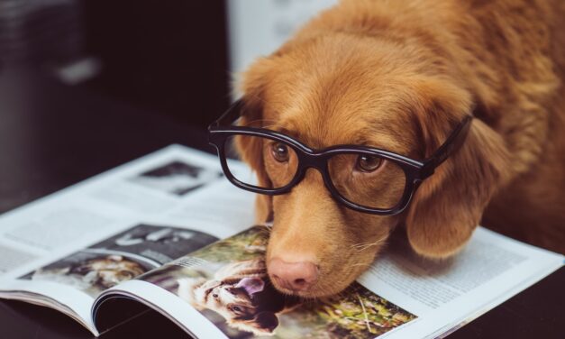 Pedigree Wholesale Unveils Redesigned Pet People Magazine