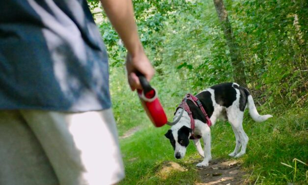Paws and Planet: Agria Pet Insurance Calls for Sustainable Dog Walking