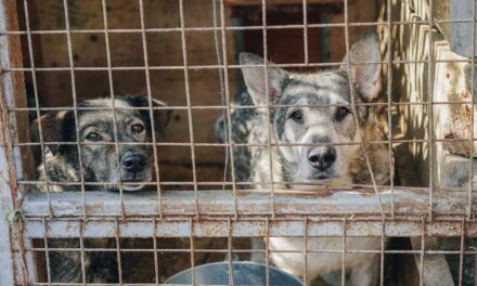 South Korea Passes Historic Ban on Dog Meat Industry