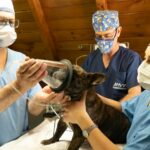 BVNA Releases Initial Findings from Veterinary Nursing Survey