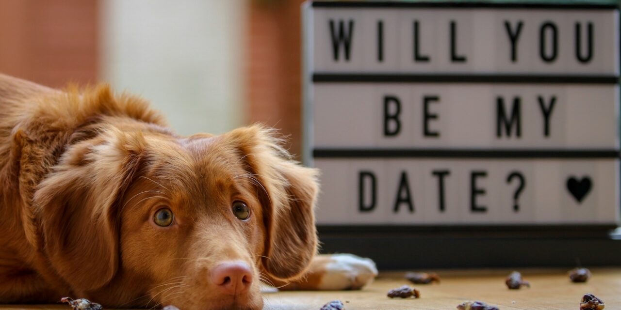 Woodgreen and Pooch & Mutt Collaborate to Rehome Dogs This Valentine’s Day