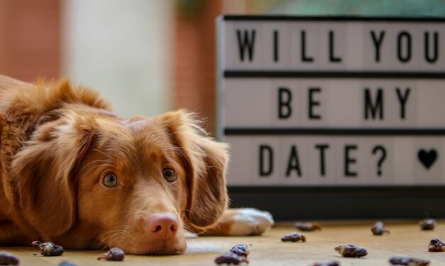 Woodgreen and Pooch & Mutt Collaborate to Rehome Dogs This Valentine’s Day