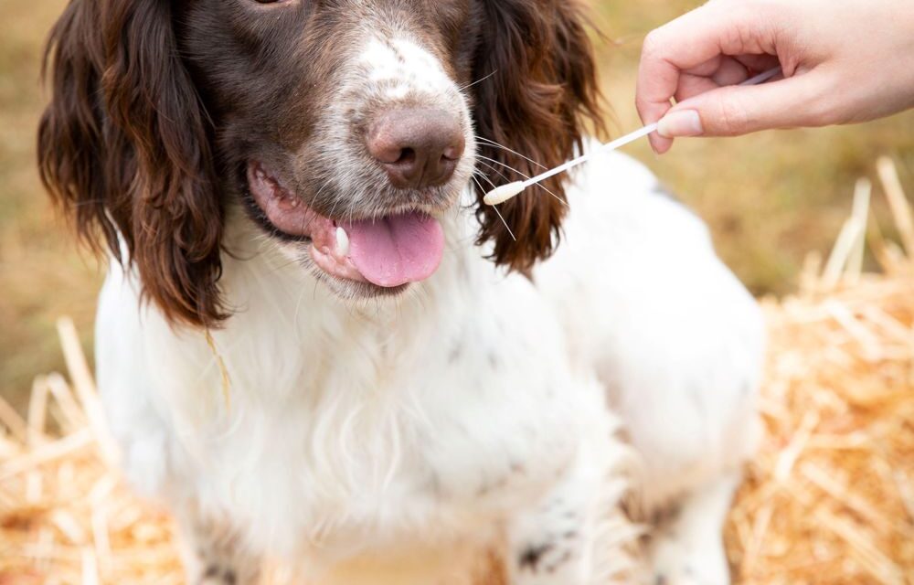 The Kennel Club Expands DNA Testing Services to Foster Responsible Dog Breeding