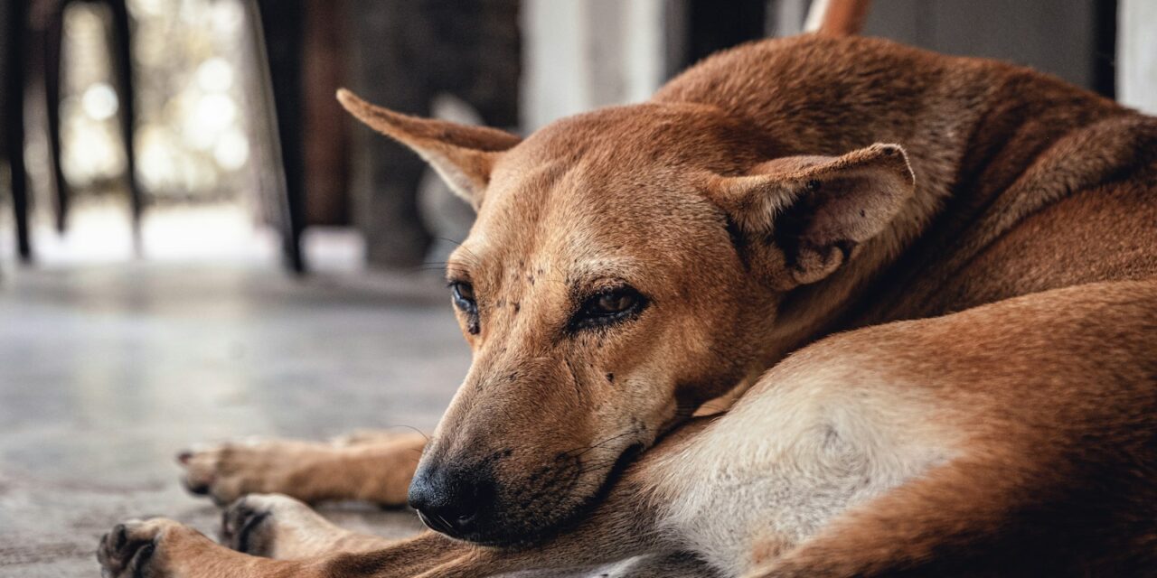 Pet Industry Federation Appeals for Donations to Aid Ukraine’s Abandoned Pets