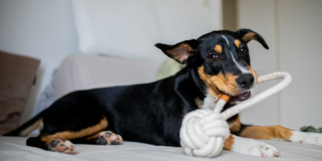 Global Pet Toys Market Projected to Reach $18.4 Billion by 2032, says Allied Market Research