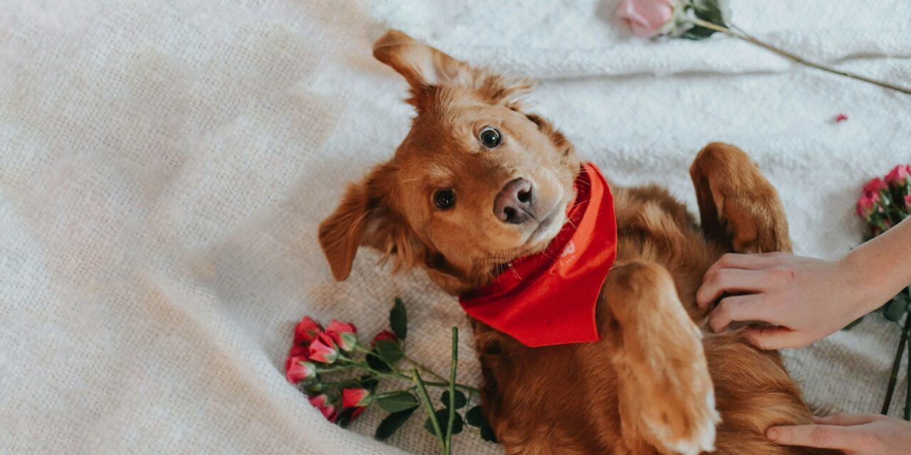 UK Pet Owners Declare Love for Dogs with Valentine’s Day Gifts