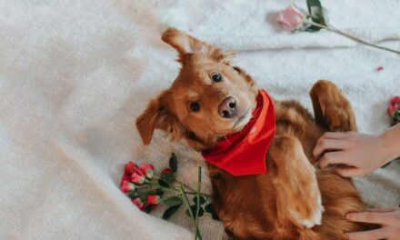 UK Pet Owners Declare Love for Dogs with Valentine’s Day Gifts