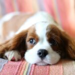 Consider Health When Choosing a Dog, Says PetGuard