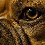 The Kennel Club to Update Breed Watch System in 2025