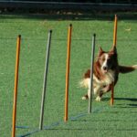 Kennel Club Initiates Review of Dog Training Model