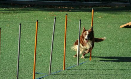 Kennel Club Initiates Review of Dog Training Model
