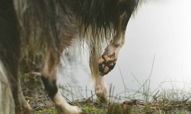 Alabama Rot Outbreak Raises Concerns for UK Dogs