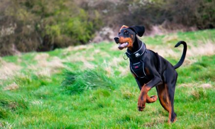 Kennel Club Approves New Dobermann DNA Testing Scheme