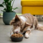 Veterinary Therapeutic Diet Market Projected to Reach USD 3.8 Billion by 2034