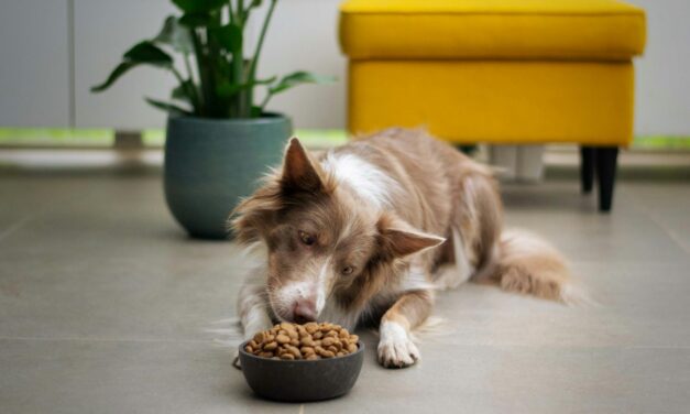 Pet Veterinary Diet Market Trends: Analysis & Growth Forecasts