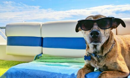 Surge in Pet Friendly Holiday Searches Revealed by Together Travel