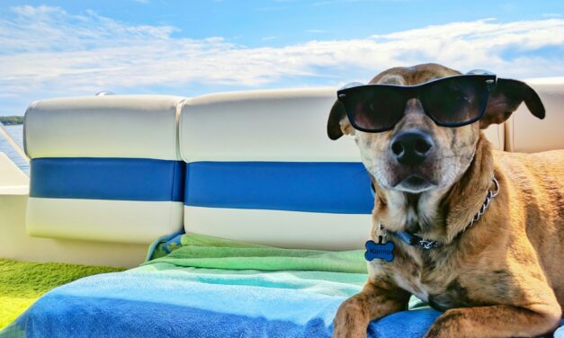 Surge in Pet Friendly Holiday Searches Revealed by Together Travel