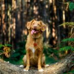 New ‘Forest Walkies’ Routes Launch Across England with Wallace & Gromit