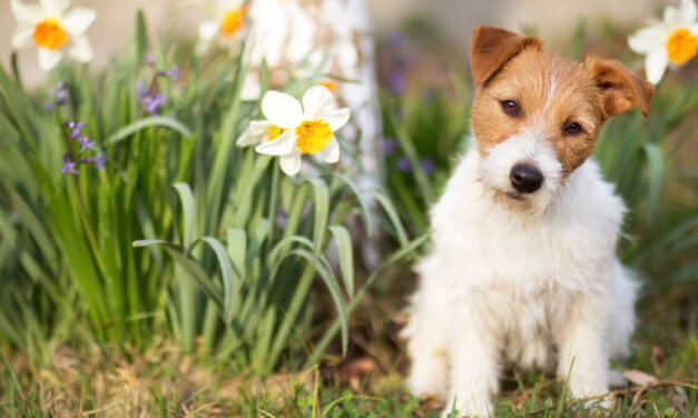 PetGuard Warns of Springtime Hazards for Pets