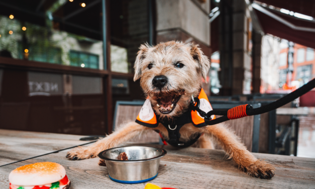 Hard Rock Cafe Manchester Opens Pet Patio for a Good Cause