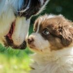 Kennel Club Initiates Freeze on Assured Breeders Scheme Applications