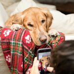 Pet Sitting Market Projected to Reach $5.35 Billion by 2031