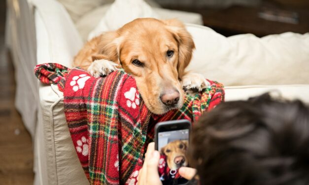 Everypaw Pet Insurance Reveals Top 10 Family Dog Breeds According to TikTok