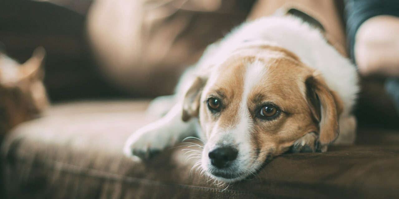 Raising Awareness of Dog Anxiety During Stress Awareness Month