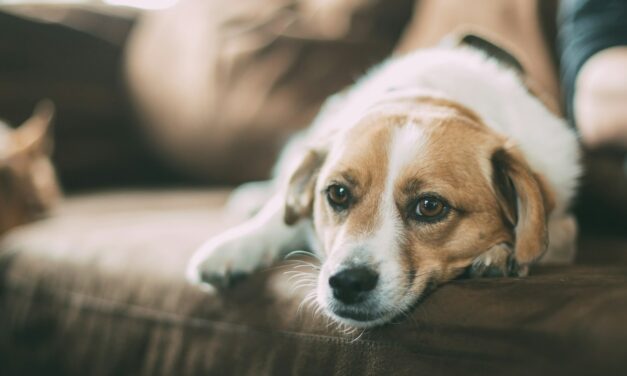 Raising Awareness of Dog Anxiety During Stress Awareness Month