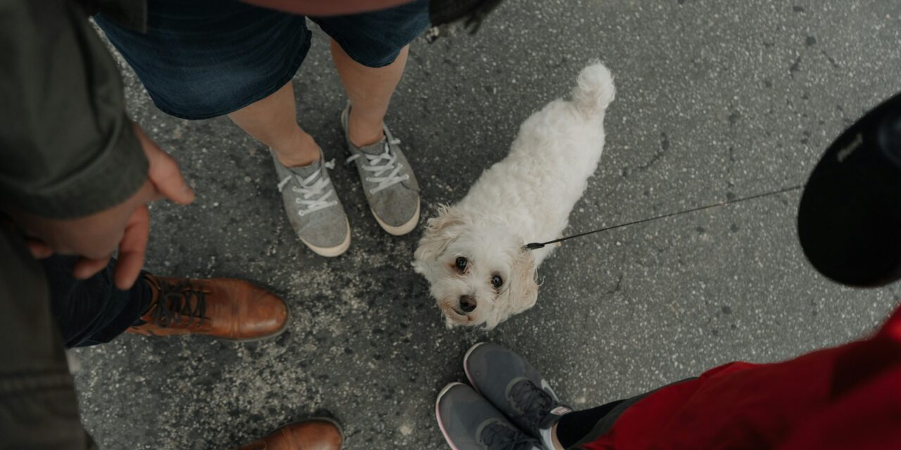 New Poll Reveals: Dog Walks Foster Friendships and Social Interaction