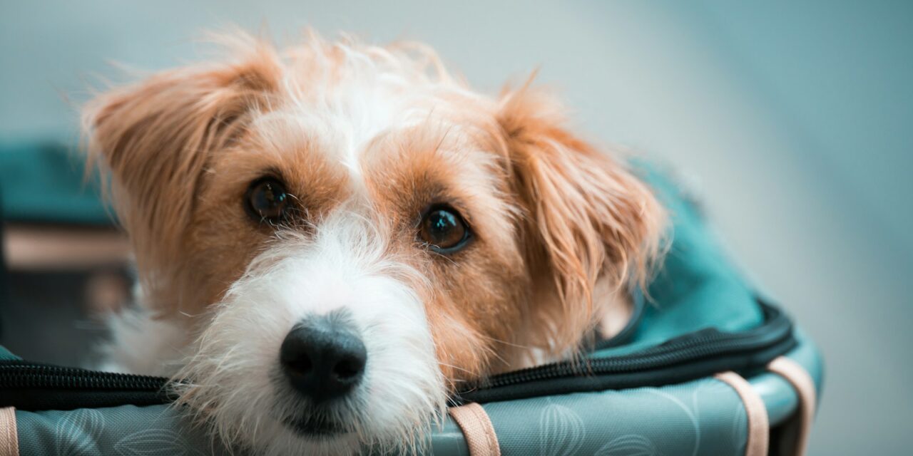 Pawsitive Economics: The Affordability of Dog Ownership in the UK