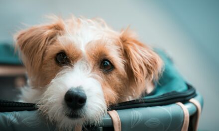 Rising Demand for Pet Insurance: Market Size and Growth Forecast to 2031