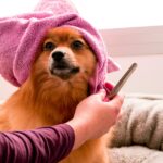 Pet Humanisation and Premium Products Boost Global Pet Care Sales