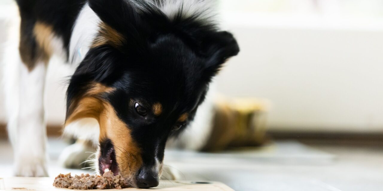 Pet Nutrition Awareness: Bella & Duke Urges Clarity in Pet Food Labeling