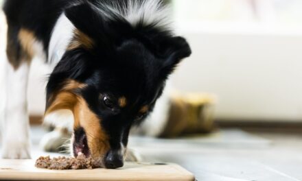 Pet Nutrition Awareness: Bella & Duke Urges Clarity in Pet Food Labeling