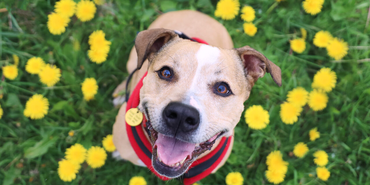 Dogs Trust Launches National Dog Survey: Have Your Say!