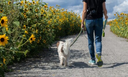 Dog Walks A Mood-Boosting Activity, Says Kennel Club Research