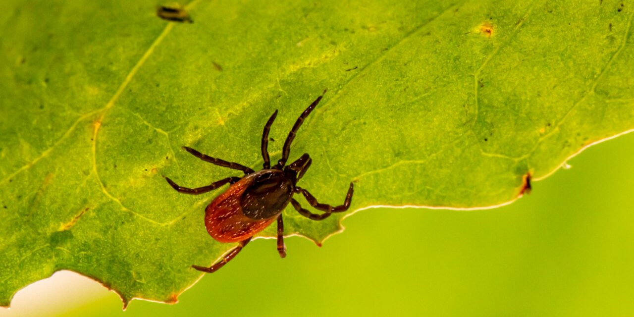 How to Deal with Ticks