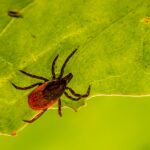 How to Deal with Ticks