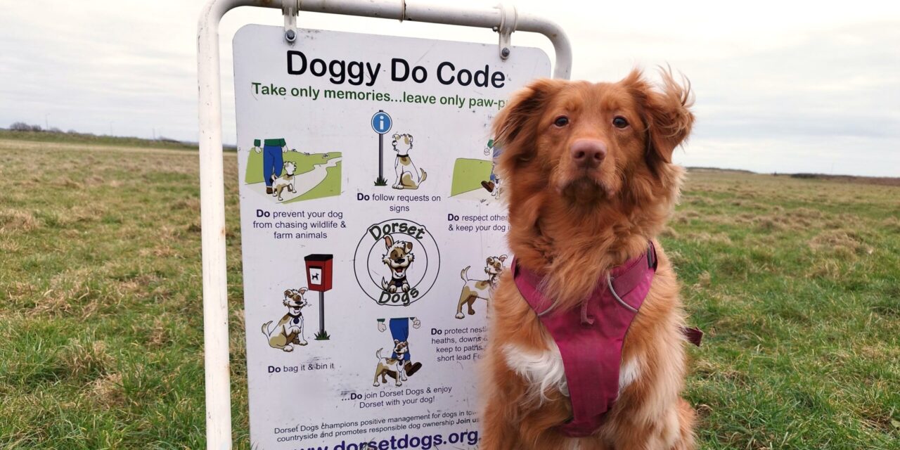 New Charter for Professional Dog Walkers in Dorset