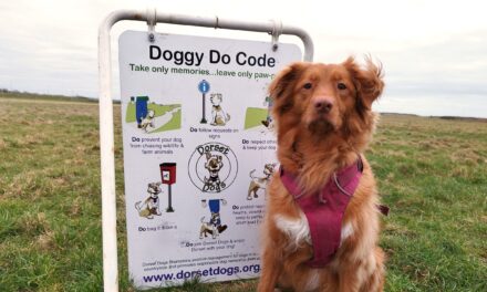 New Charter for Professional Dog Walkers in Dorset