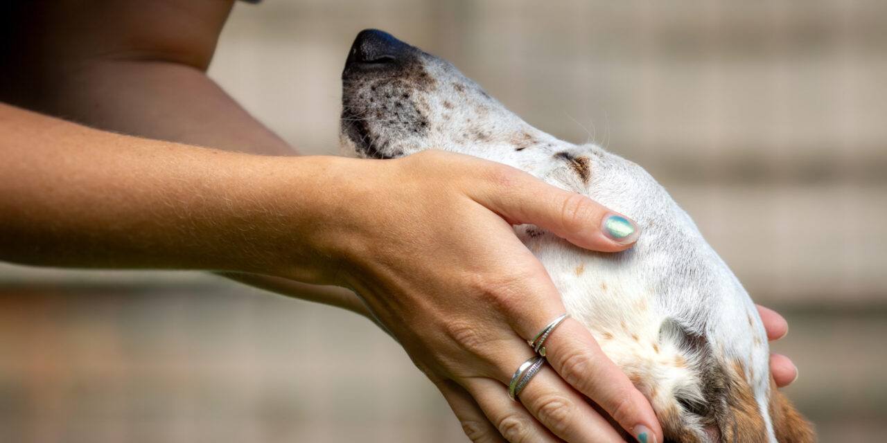 Rehoming Centres ‘At Breaking Point’ as Animals Arrive Faster Than They Leave