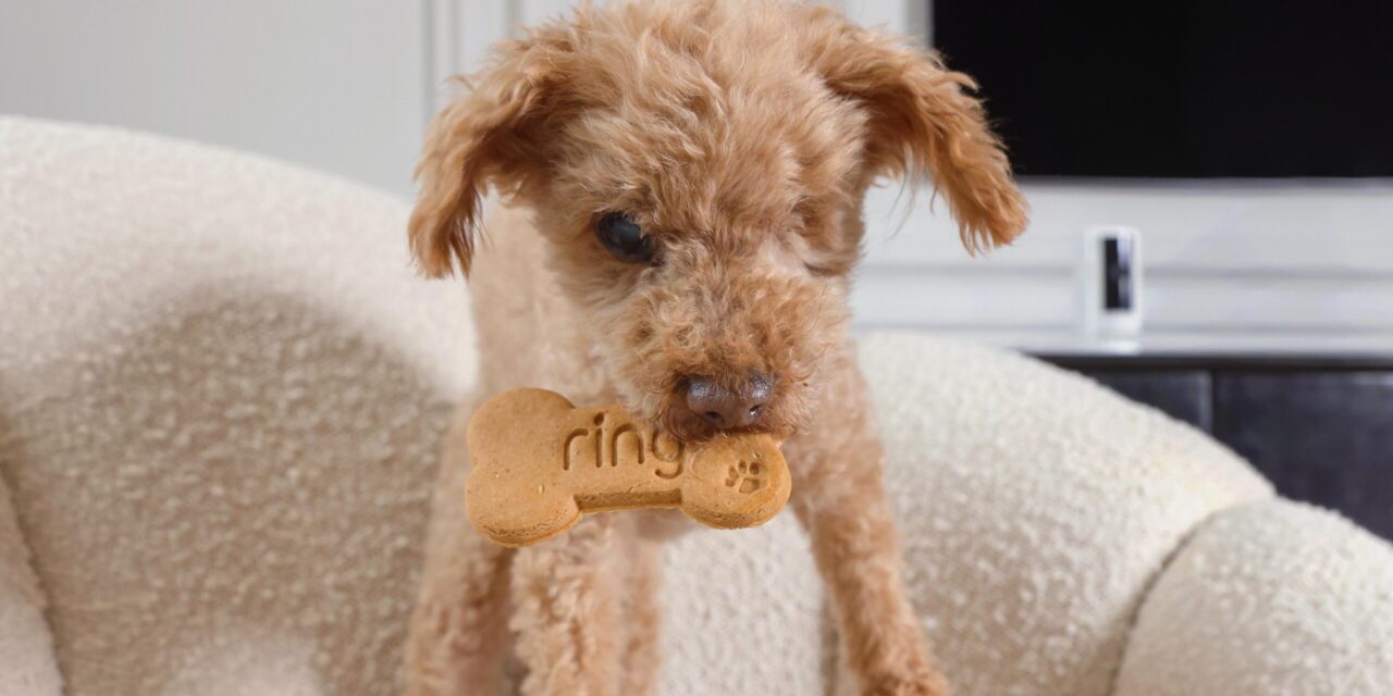 Ring Launches Takeaway-Inspired Dog Meals for a Perfect Night In