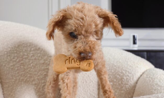 Ring Launches Takeaway-Inspired Dog Meals for a Perfect Night In