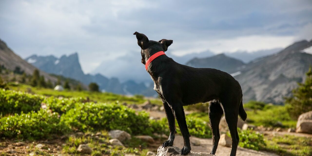 Kennel Club Launches Survey to Understand Canine Spinal Problems