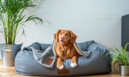 Global Pet Furniture Market Projected to Reach $10.65 Billion by 2031