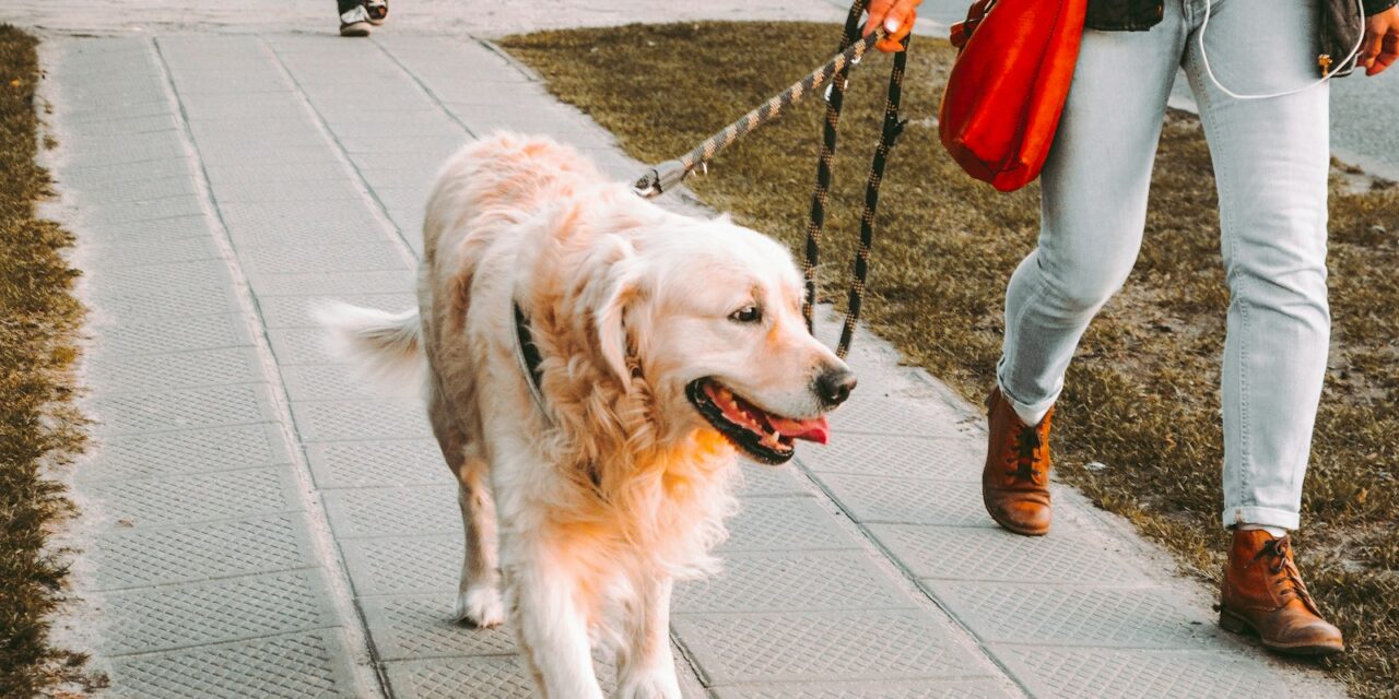 Pet Experts Reveal the Best Way to Cool Down Dogs After a Walk