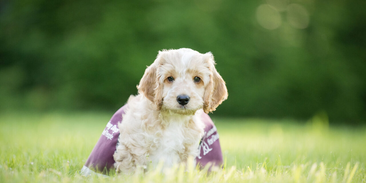 CVS Selects Hearing Dogs for Deaf People as Charity of the Year